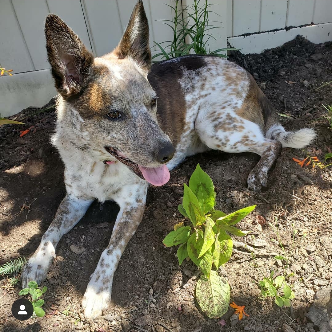 Stella Dog